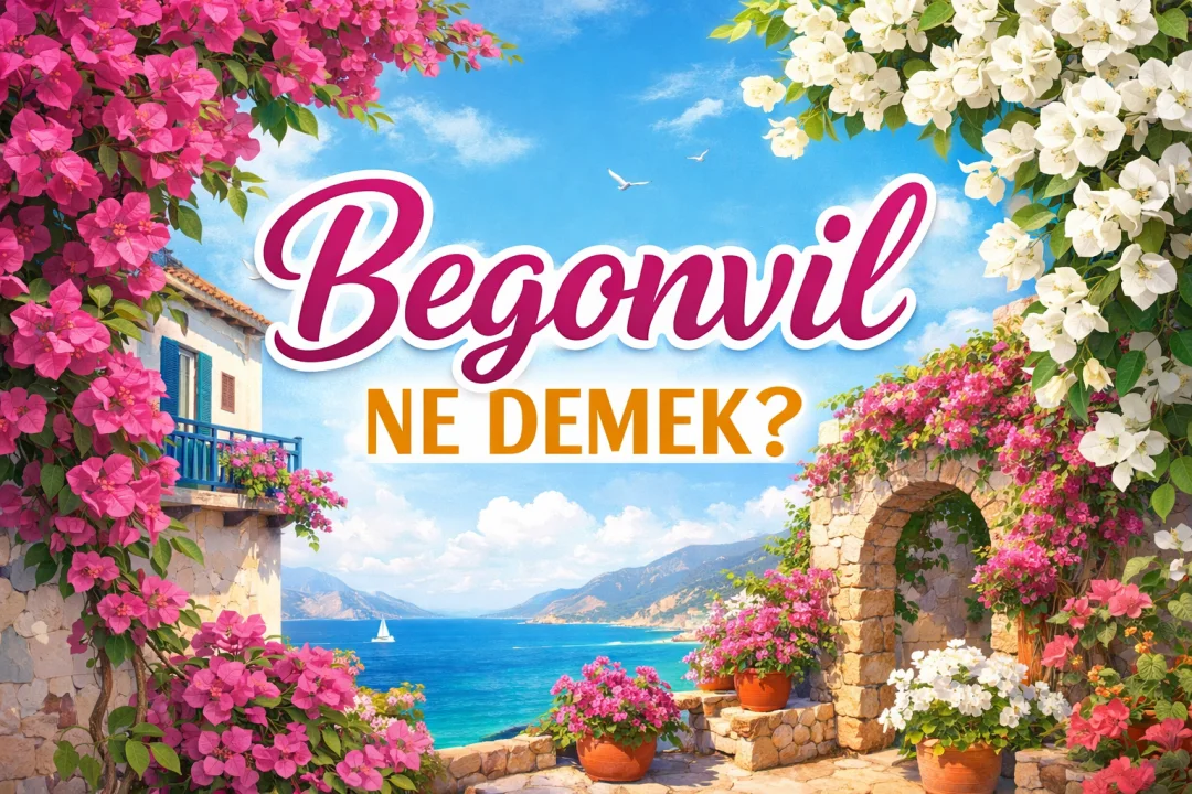 Begonvil Ne Demek?
