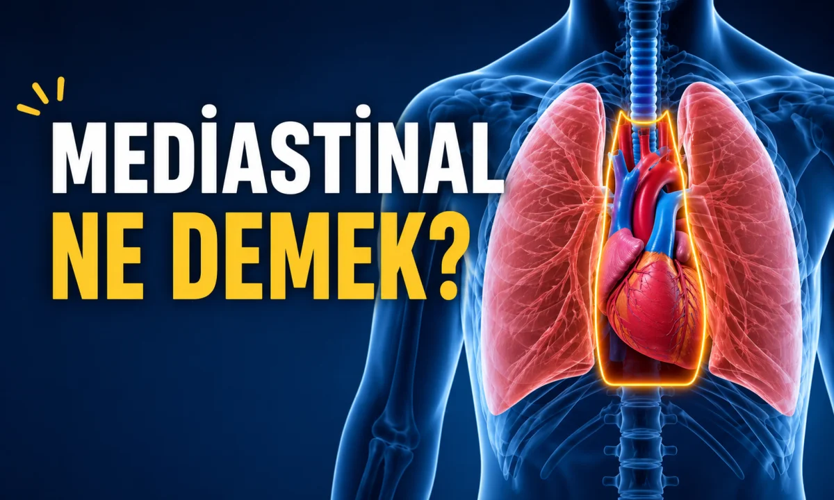 Mediastinal Ne Demek?